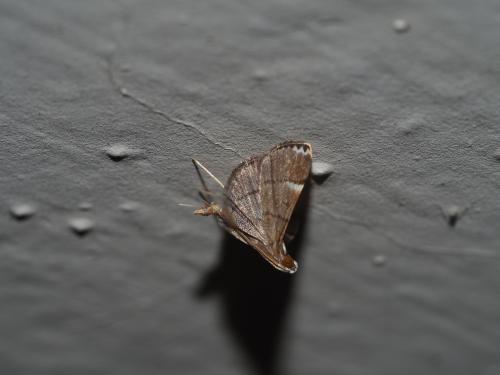 Cangetta hartoghialis