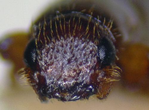 Crossotarsus emancipatus Murayama, 1934 Crossotarsus emancipatus Murayama, 1934