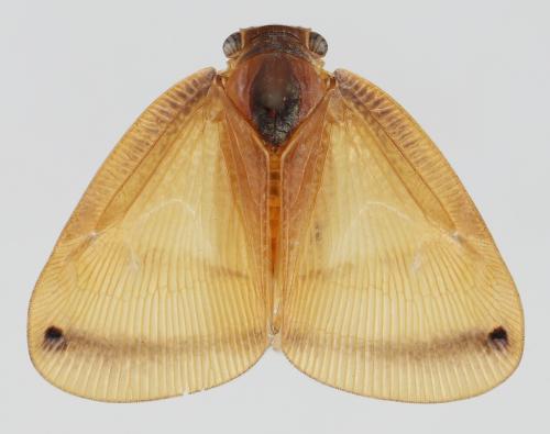 Ricanoides flabellum Ricanoides flabellum