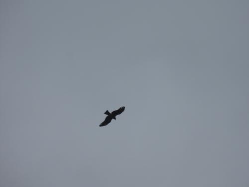 黑鳶 黑鳶