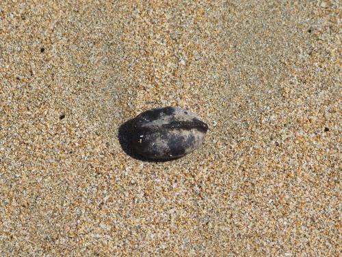 銀葉樹 銀葉樹