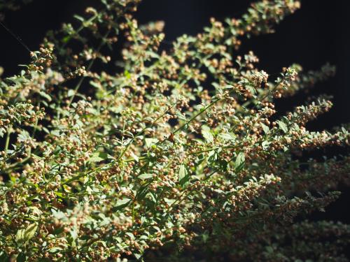 野甘草