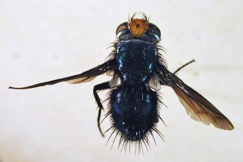 Silbomyia sauteri dorsal