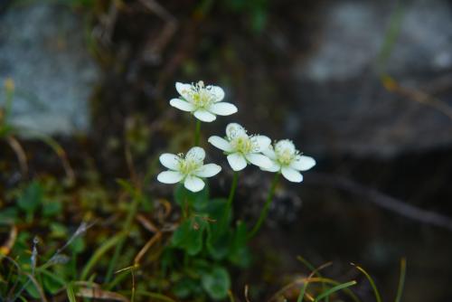 梅花草
