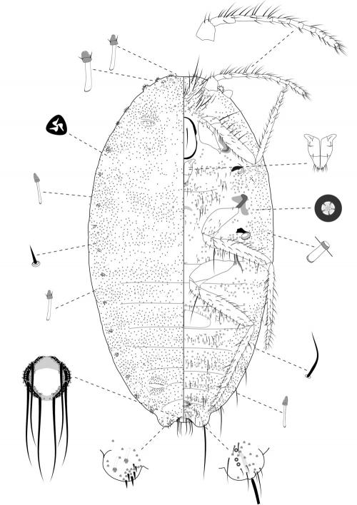 Heliococcus bambusae (Takahashi, 1930)