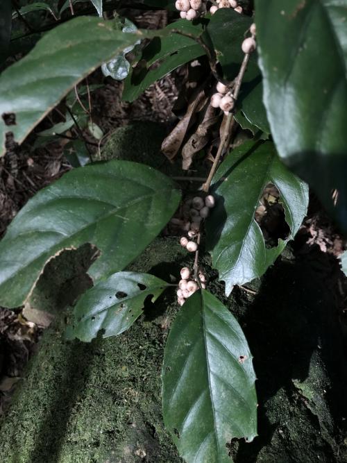 山桂花