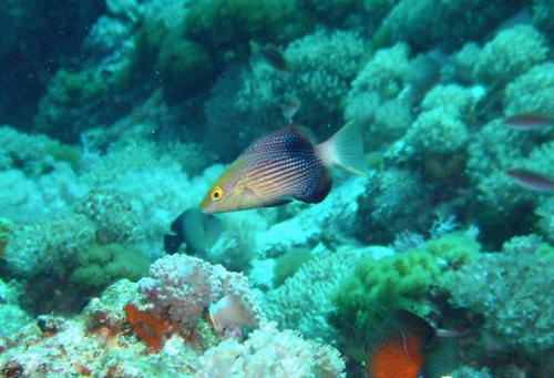 Bodianus loxozonus@fishdb-media-1612