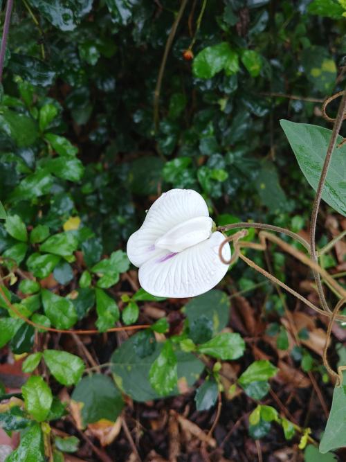 山珠豆