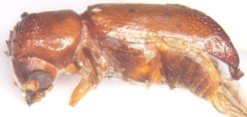 Xylocis tortilicornis Lense Xylocis tortilicornis Lense