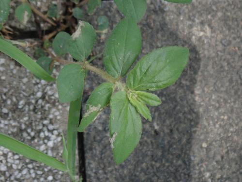 飛揚草 飛揚草