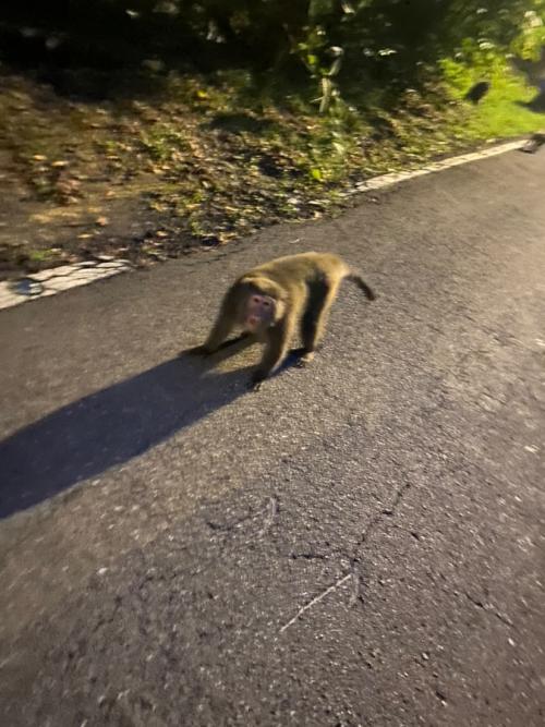 臺灣獼猴 臺灣獼猴