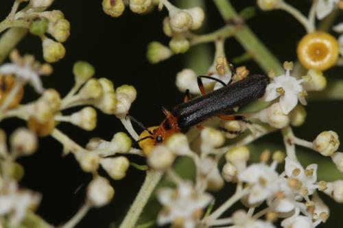 斑胸異菊虎 Lycocerus maculithorax (Wittmer, 1972)