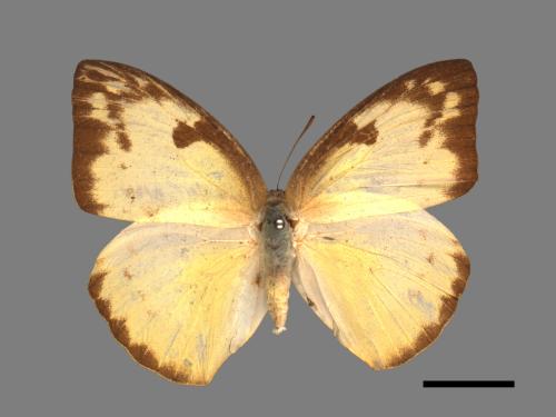 Catopsilia pomona[銀紋淡黃蝶][00013923]