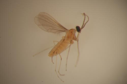 Procontarinia robusta Li, Bu & Zhang, 2003[檬果壯鋏普癭蚋]@IMG_2721.JPG