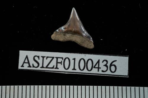 Carcharhinus sp. [ASIZF0100436]