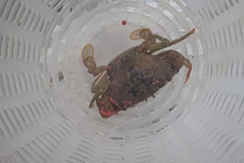 鈍齒短槳蟹