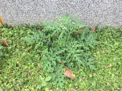銀膠菊 銀膠菊