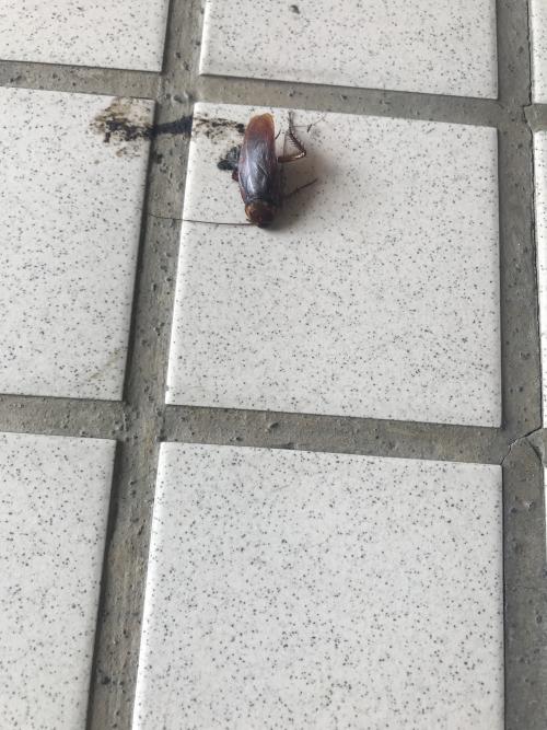 美洲家蠊