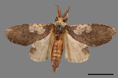 Syntypistis comatus[白斑跨舟蛾][00058324]