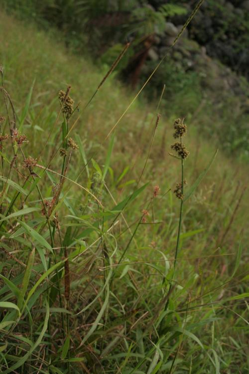 黑珠蒿-Cyperaceae莎草科-飄拂草屬-Fuirena umbellata-20081026新竹-新豐-蓮花寺溼地-單子葉-IMG_1497