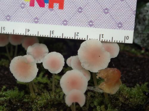 Mycena aff. roseoflava(玫瑰黃小菇之相似種)