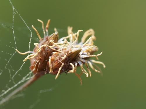 知本飄拂草