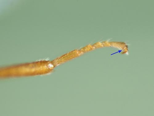 隆背癭蜂屬