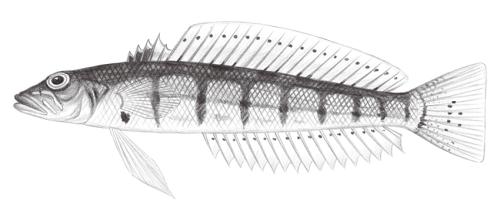 Parapercis multiplicata@Jheng1897