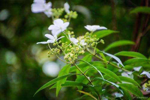 華八仙(華南分布)