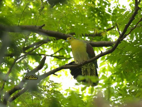 20090725_380271_Green_Pigeon_2352.jpg