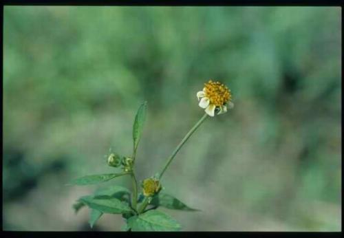 小白花鬼針