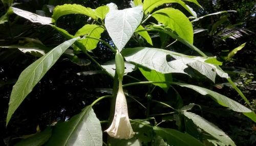 大花曼陀羅 大花曼陀羅