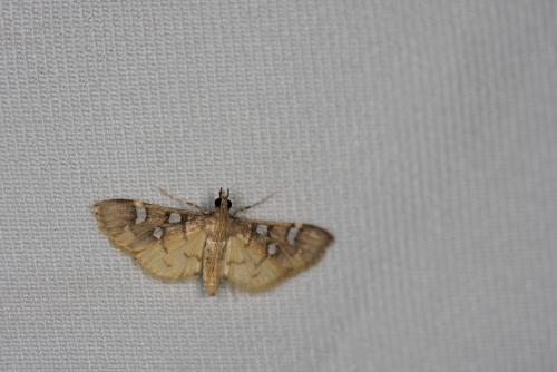 Cotachena pubescens Cotachena pubescens