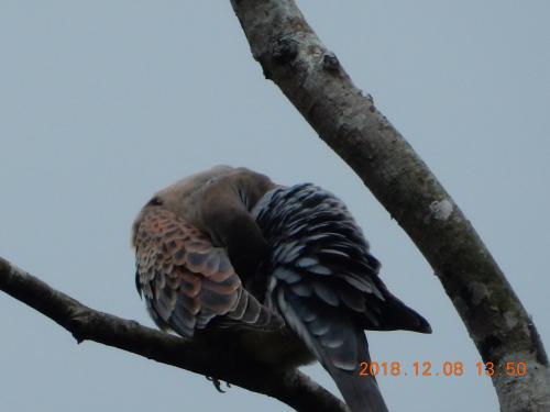 金背鳩
