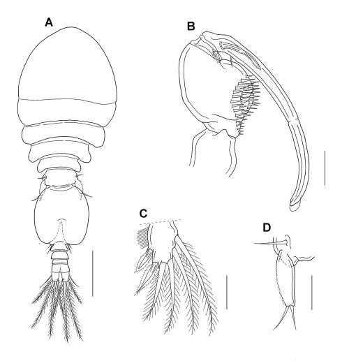 Anchimolgus amplius_雄.jpg