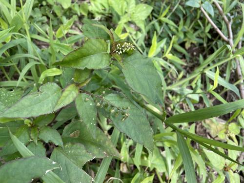 數珠珊瑚 數珠珊瑚