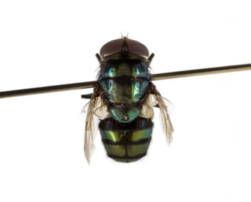 Achoetandrus rufifacies male dorsal Achoetandrus rufifacies male dorsal