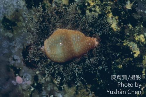 初雪寶螺 初雪寶螺