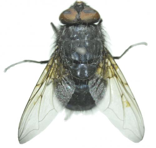 Calliphora vomitoria dorsal Calliphora vomitoria dorsal