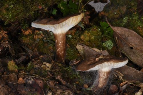 Lactarius gerardii(黑柄乳菇)