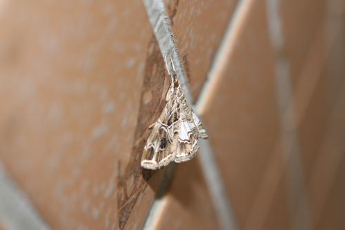 Paracymoriza vagalis