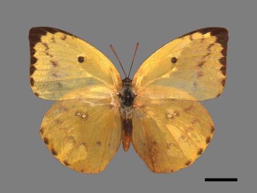 Catopsilia pomona[銀紋淡黃蝶][00015027]