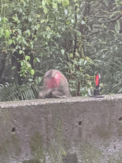 臺灣獼猴