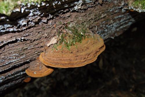 Phellinus gilvus(淡黃木層孔菌)