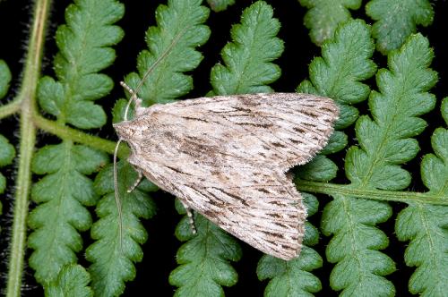 101030 新竹 觀霧 168 Speidelia formosa Ronkay, 2000 Female_800ori