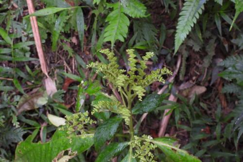 小花蛇根草