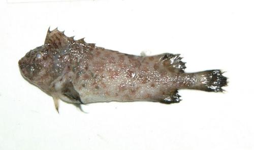 ASIZP0066469