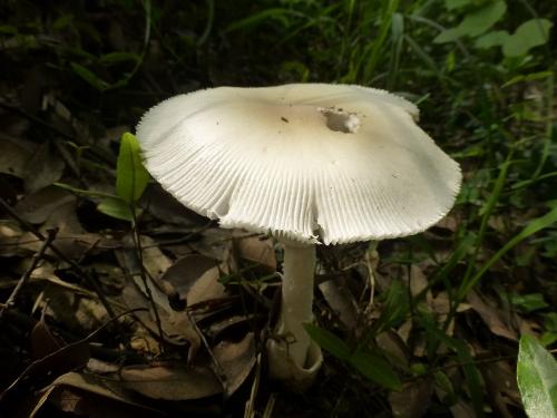 Amanita spreta(條緣鵝膏)