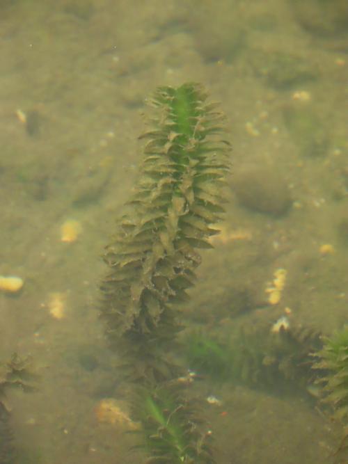 水蘊草