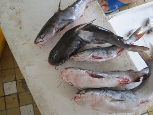 斑海鯰 斑海鯰